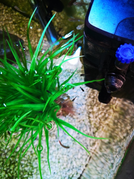 Anyone know what fish this is?
