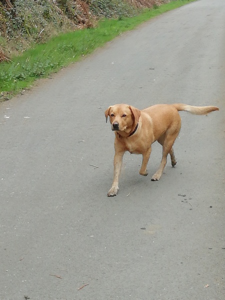Your favourite dog breed?