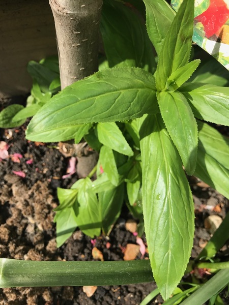 Are these plants I want in my garden - id needed