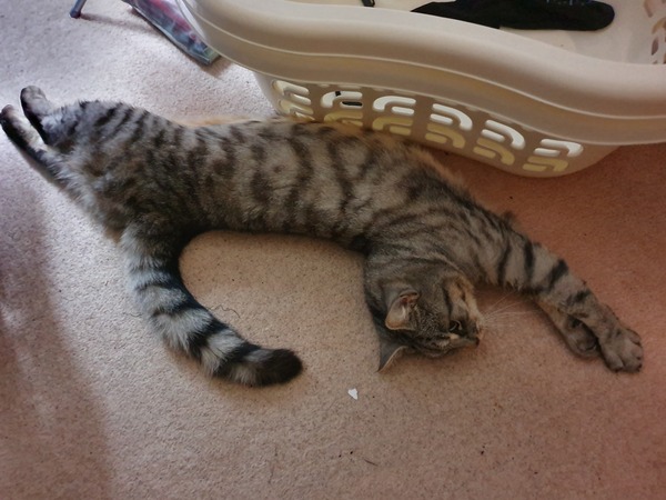 My kitten is getting fat