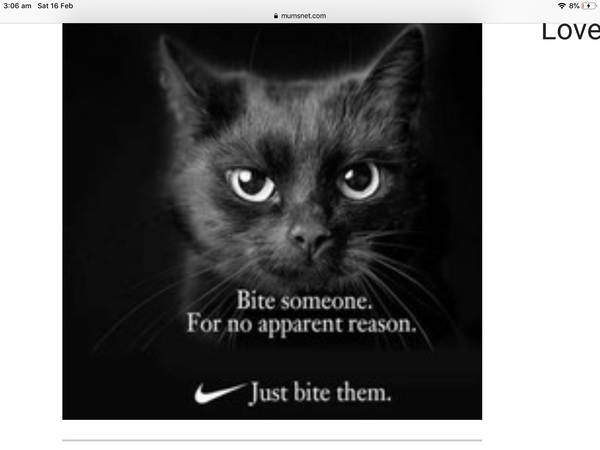 Weird cat advert anyone?