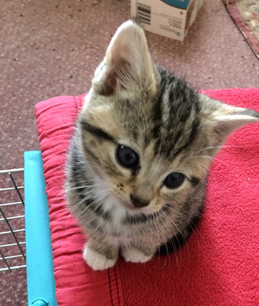 Kitten photo