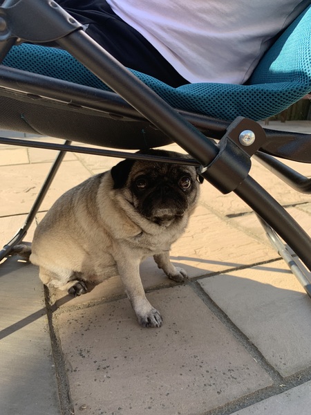 What is your dog doing today?