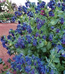 Bee friendly low maintenance natural flowers?