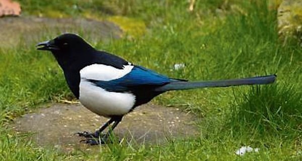 Do you salute/whistle at magpies?
