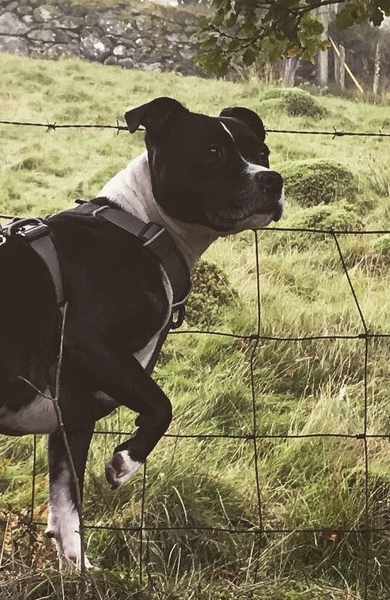 Your favourite dog breed?