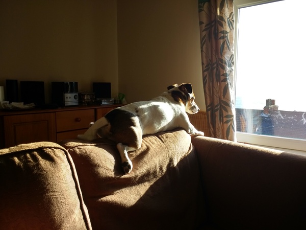 A lovely thread full of dog photos in the sun