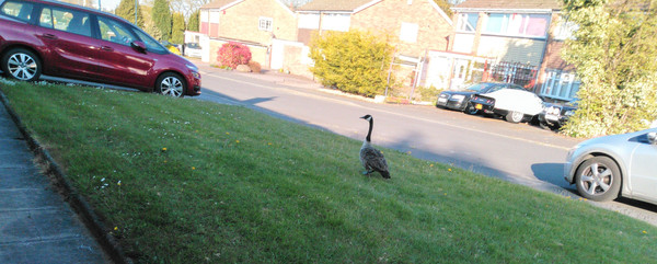 Goose stepping in the street ...