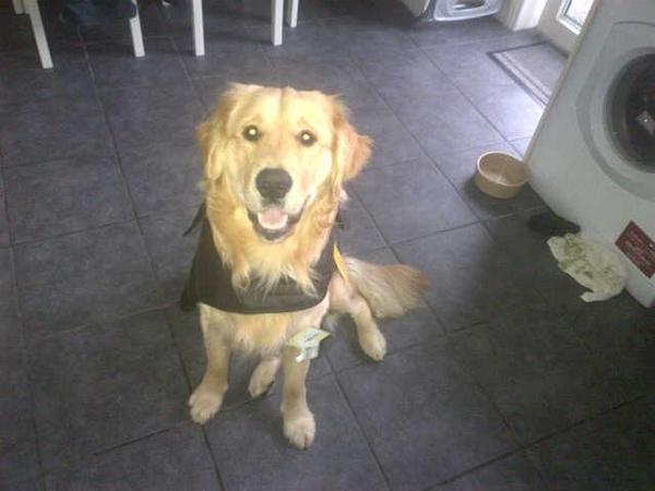 Cats or Dogs, if only on species could survive?
