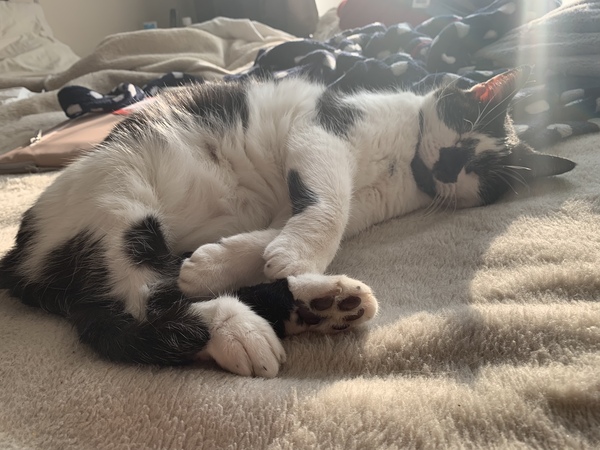 How did you meet your cat(s)?