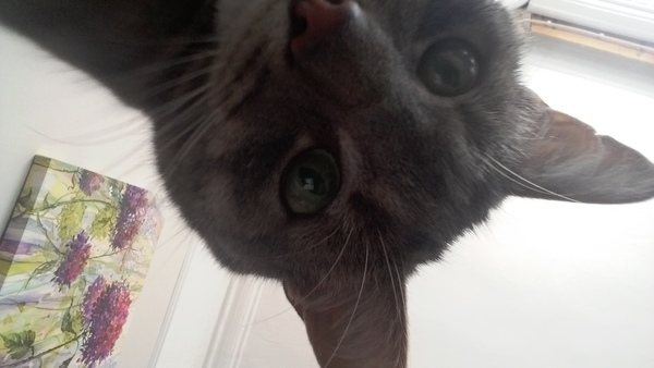 Westminstenders: The Schlong Extension