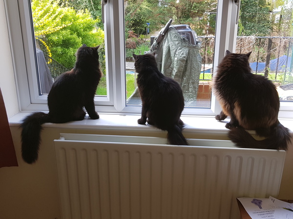 What's your DCat up to today? (Thread 7!)