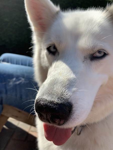 A lovely thread full of dog photos in the sun