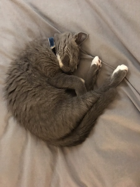 Since there is a rag doll thread, we need a Persian thread!