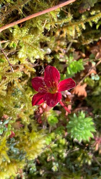 Rockery plant, any ideas?