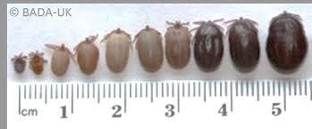 Massive tick