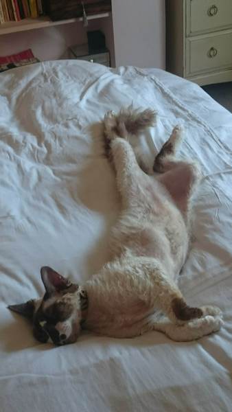 Cats or Dogs, if only on species could survive?