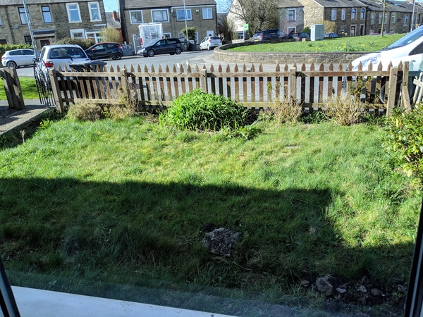 New home - what are the plants?