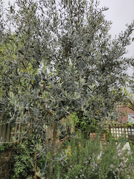 Olives!