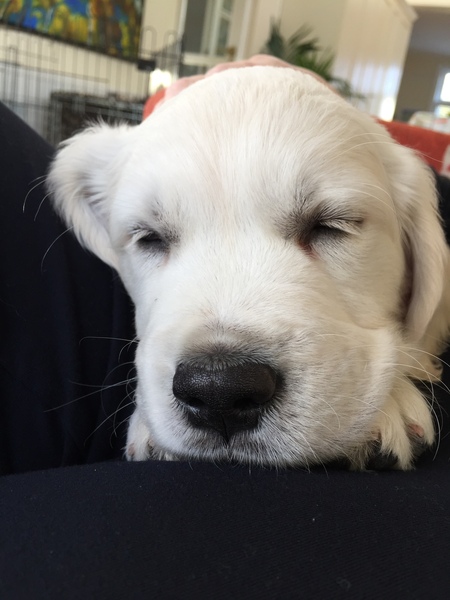 Your favourite dog breed?