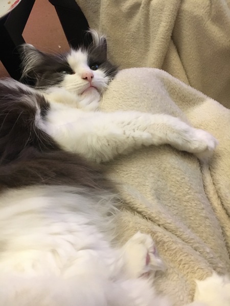 Cats or Dogs, if only on species could survive?