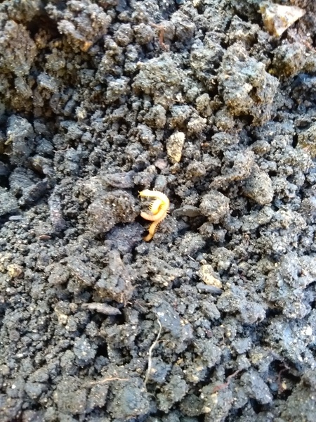 tiny orange millipede-like creatures