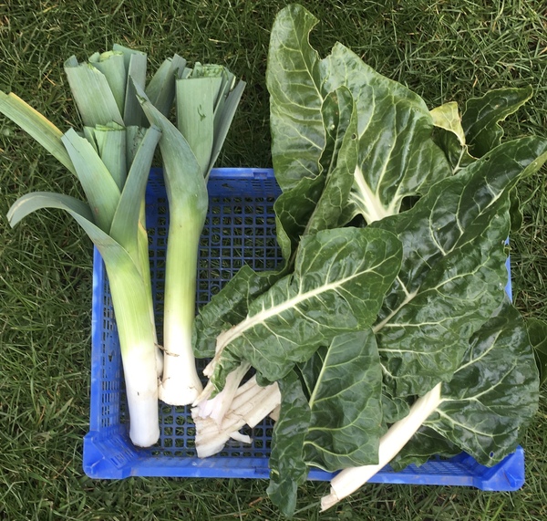 Allotment?Veg Patch Thread 13! Are we weathering the weather?