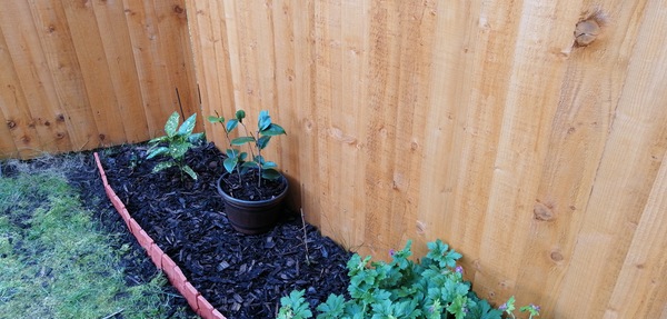 Shrub for shady corner- recommendations please