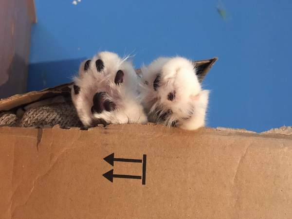 Toe beans