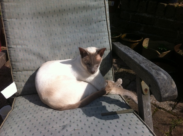 Westminstenders: Why the Irish Border isn't a Remain/EU Plot