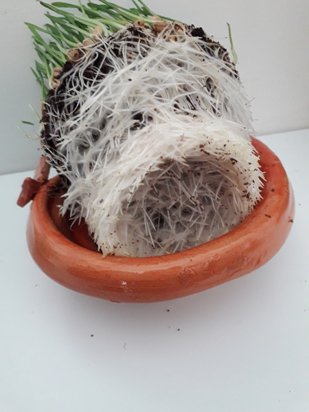 Creepy Wheatgrass *warning* pictures