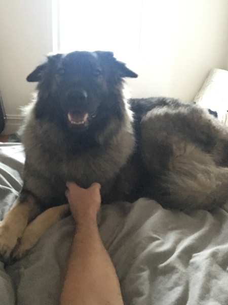 Your favourite dog breed?