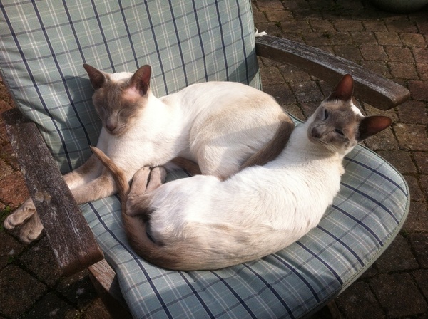 Westminstenders: Why the Irish Border isn't a Remain/EU Plot