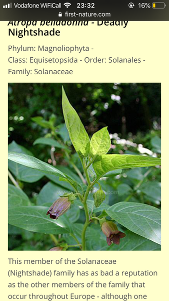 Deadly nightshade or pretty bush?