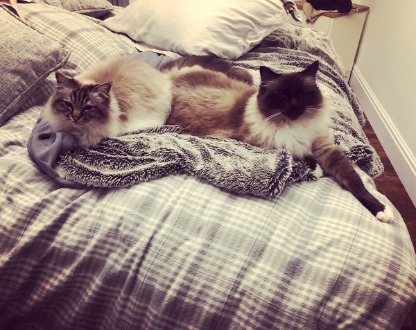 Ragdolls are so stupid, but so lovely...