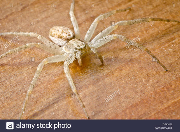What sort of spider is this? WARNING PHOTO ATTACHED