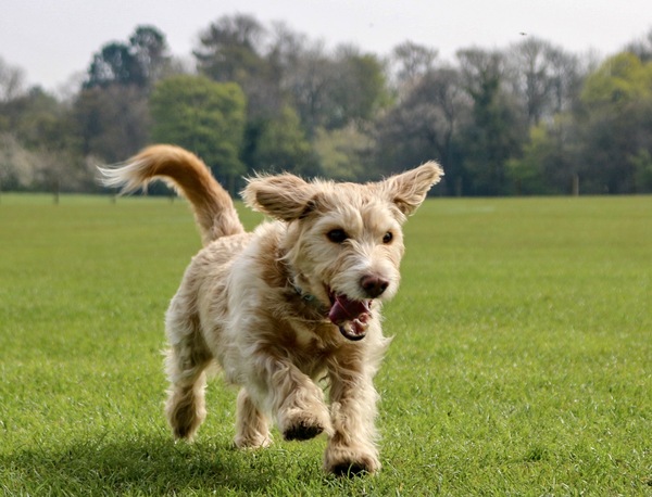 A lovely thread full of dog photos in the sun