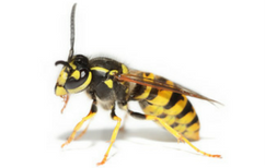 Hundreds of wasps