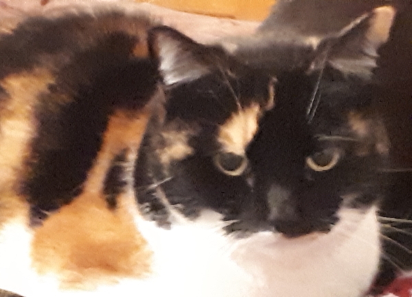 Westminstenders: The May Compromise