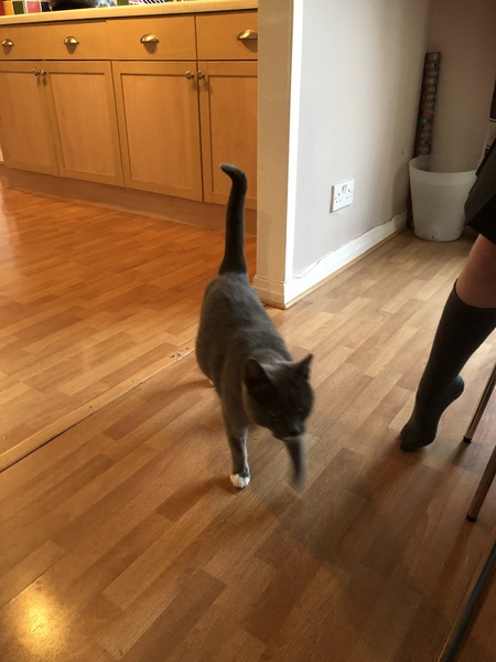 Does this look like a pregnant belly?