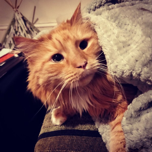 Views on whether it's become difficult to find a nice moggy