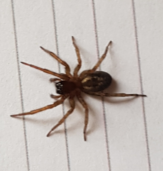 Is this a false widow? (Warning: picture!)
