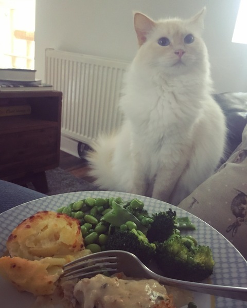 Biscuits like royal canin?
