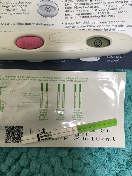 No signs of ovulation