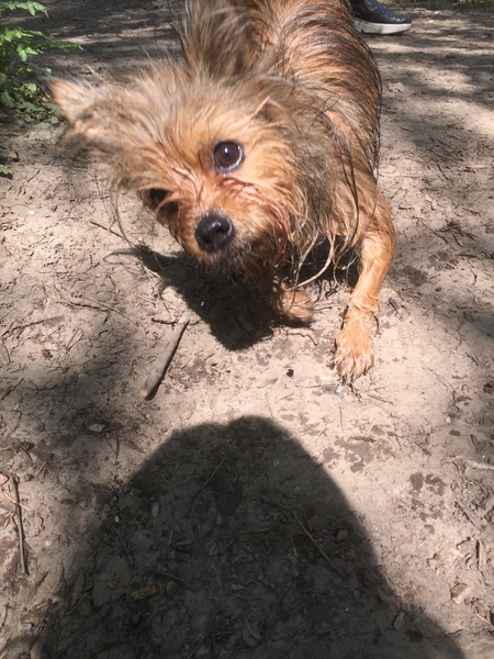 A lovely thread full of dog photos in the sun