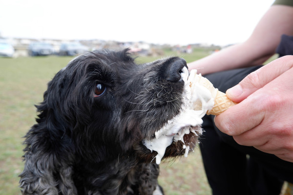 A lovely thread full of dog photos in the sun