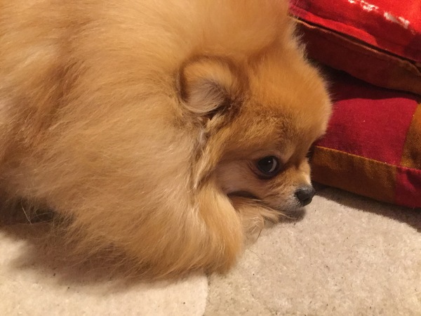 Your favourite dog breed?