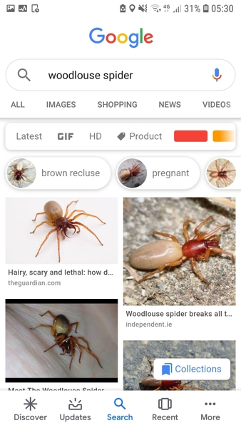 Massive tick