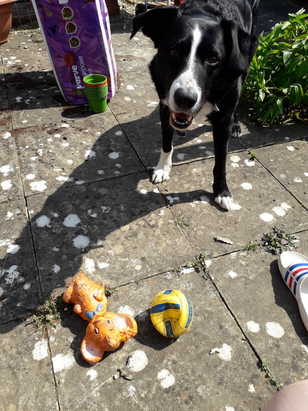 A lovely thread full of dog photos in the sun