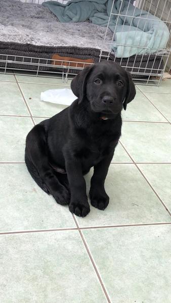 Show me your dog
